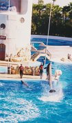 013-The dolphin show